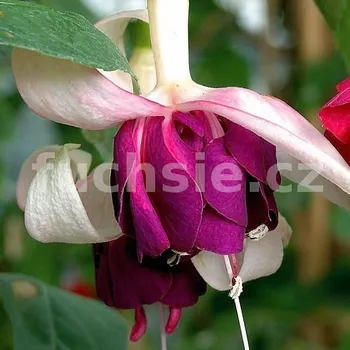 HeRi Mochara Fuchsie