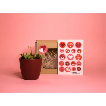 Gardners Dárková sada z lásky - Masožravka Dionaea s květináčem