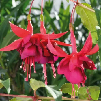 Janna Roddenhof Fuchsie-mrazuvzdorná 744