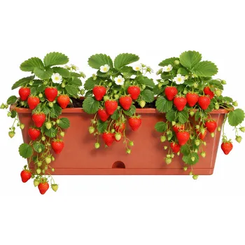 Truhlík Jahodový set s truhlíkem Sazenice: San Andreas