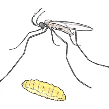 Odpuzovač zvířat Parazitická bejlomorka proti mšicím 1000 ks APHIDEND