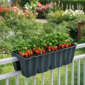 Zábradlí Set jahod do truhlíku na zábradlí Sazenice: Ostara