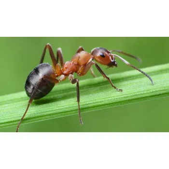 Odpuzovač zvířat Nemaplus antfree s aplikátorem 50mil - na 50m²|Parazitické hlístice rodu Steinernema proti mravencům