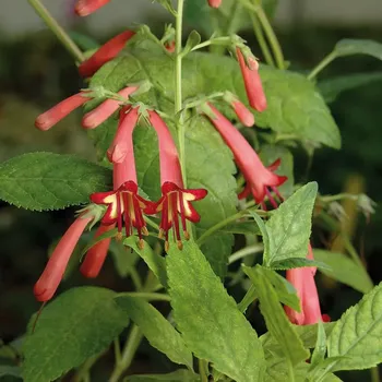 Kapská(Phygelium) Fuchsie-mrazuvzdorná 654