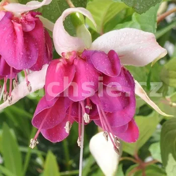 David Lockeyer Fuchsie 735