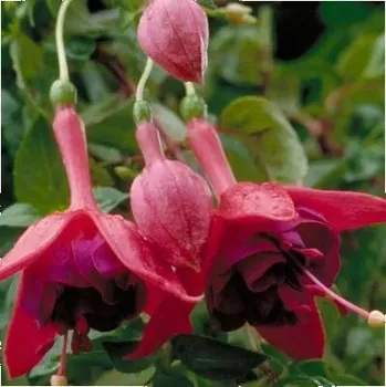 Glockenspiel Fuchsie 671