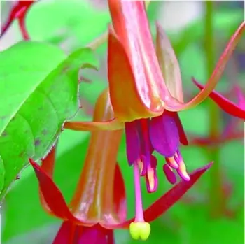 Walz Polka Fuchsie (Šl. Henk Waldenmaier,NL,1997)-mrazuvzdorná 623