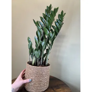 Zamioculcas Zamifolia XL