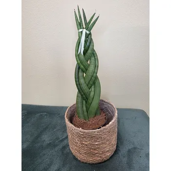 Sansevieria Cylindrica cop
