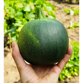 Semeno Tondo di Piacenza