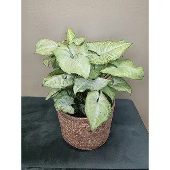 Syngonium White Butterfly Šípatkovec S Jemnou Kresbou