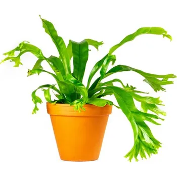 Gardners Asplenium Amy Sleziník (průměr 12 cm)