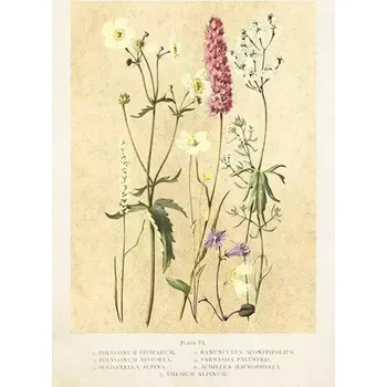 Obálka Přání ST445 B6 + obálka Květy luční léto