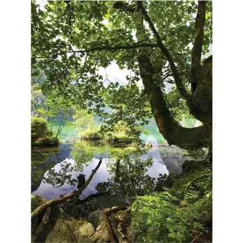 Fototapeta Fototapeta les stromy fototapety na zeď 184 x