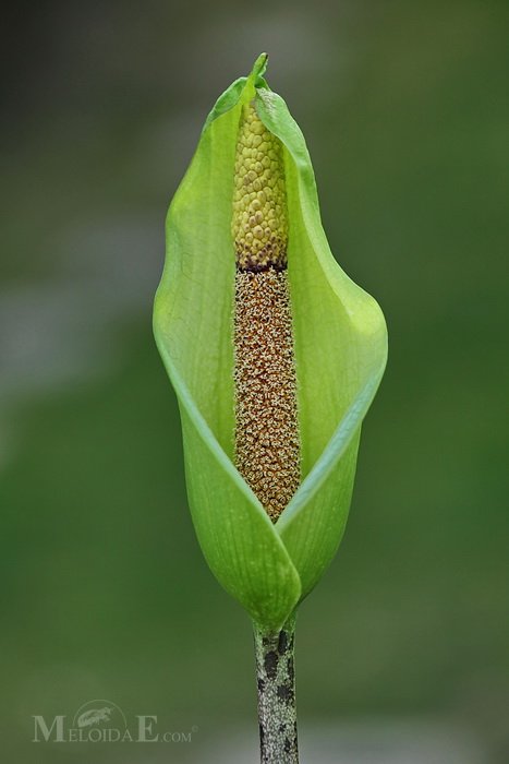 Zmijovec Amorphophallus napalensis 1 ks