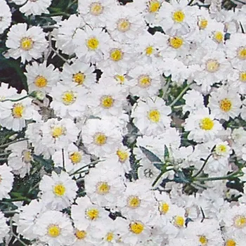 Řebříček bertrám, Achiela Gypsy - 116