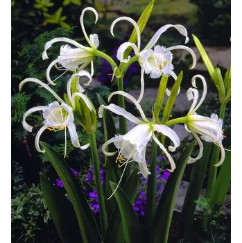 Cibulovina Hymenocallis festalis Zwanenburg Ismene 1 ks