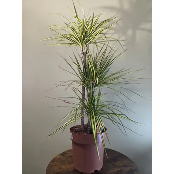 Dracaena Sunray XXL