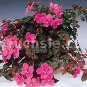 Centradenia - Centradena - 065