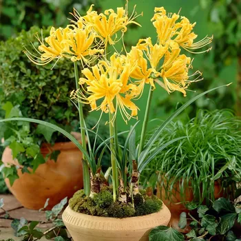 Cibulovina Pavoučí lilie Lycoris aurea 1 ks