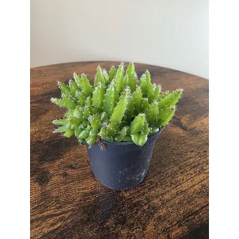 Hylocereus undatus mini