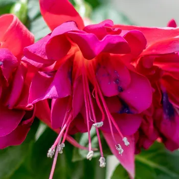 Ingrid Kessler 1083F