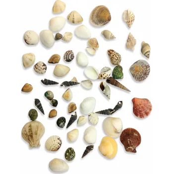 Dekorace do pryskyřice – sada mušlí střední