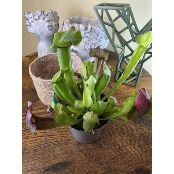 Masožravka Sarracenia