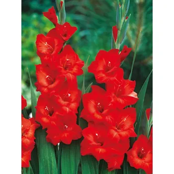Semeno Lukon Glads Mečík JOSKA - gladiolus