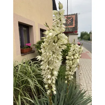 Semeno Lukon Glads Yucca filamentosa - juka vláknitá