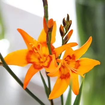 Cibulovina Montbrécie Nimbus 10 ks