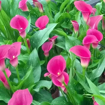 Cibulovina Kala Cheerio 1 ks