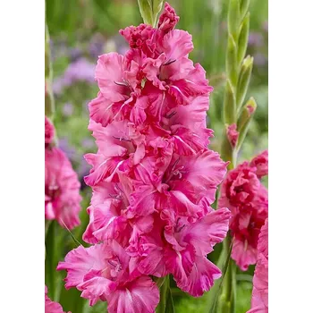 Semeno Lukon Glads Mečík KINGSTON RUFFLE - gladiolus