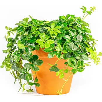 Gardners Parthenocissus Striata, průměr 12 cm Přísavník, loubinec, psí víno