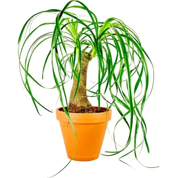 Gardners Beaucarnea Recurvata Sloni Noha Nolina Bokarnea