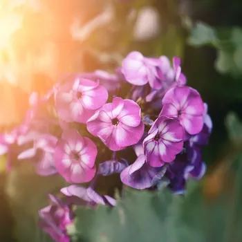 Semeno Plaménka Laura - Phlox - prostokořenná sazenice plaménky - 1 ks