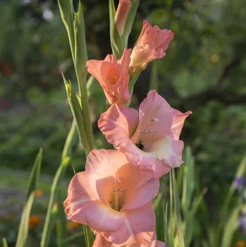 Semeno Gladiol Rose Supreme - Gladiolus - hlízy mečíku - 3 ks