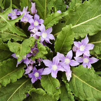 Semeno Mandragora lékařská - Mandragora officinalis - semena mandragory - 6 ks