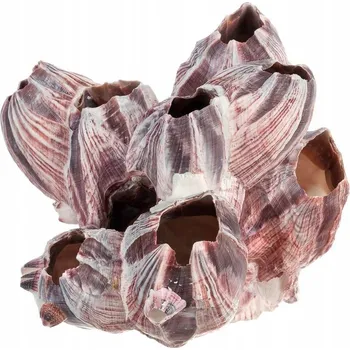 Dekorace do akvária Dekorace do akvária - Mušle Barnacle Pąkle 12-15 cm