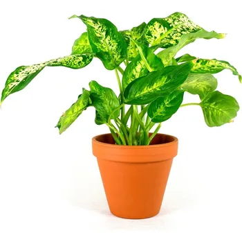 Bytová dekorace Gardners Dieffenbachia Compacta, průměr 12 cm Difenbachie, mramornatka
