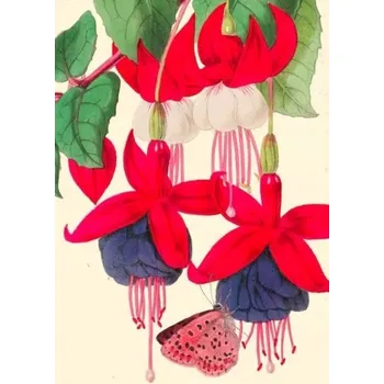 Obraz Přání B6 s obálkou - Fuchsia