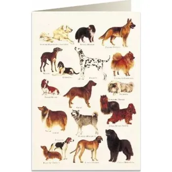 Obraz Přání B6 + obálka 8948 Psi 2 / Tassotti