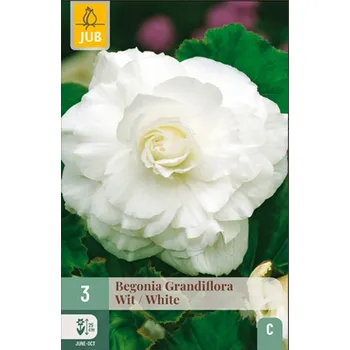 Cibulovina JUB Holland Begónie GRANDIFLORA WHITE (1 cibule)