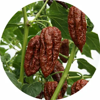 Semeno Bhut Jolokia Chocolate Chilli semínka