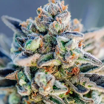 Semeno Atlas Seed - Top Gun Auto (VÝPRODEJ) 5 ks