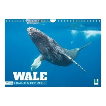 Wale: Giganten der Meere (Wandkalender 2026 DIN A4 quer), CALVENDO Monatskalender - Calvendo, K. A.
