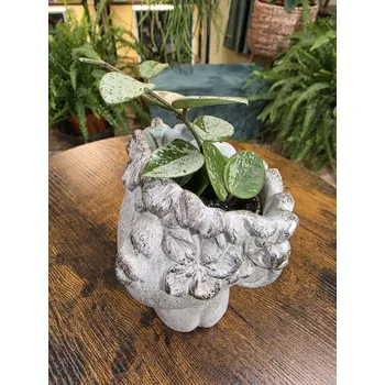 Hoya Mathilde Splash mini