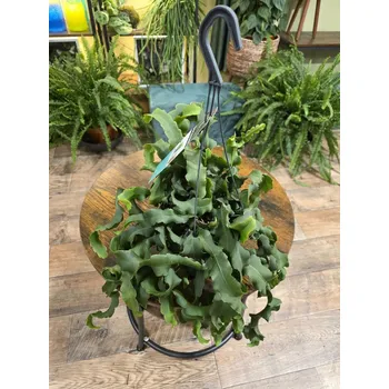Epiphyllum Guatemalense Monstrose závěs