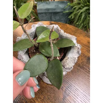 Hoya Chouke mini