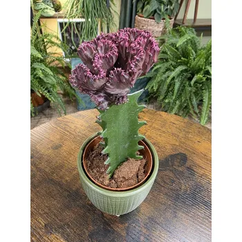 Euphorbia Lactea Cristata